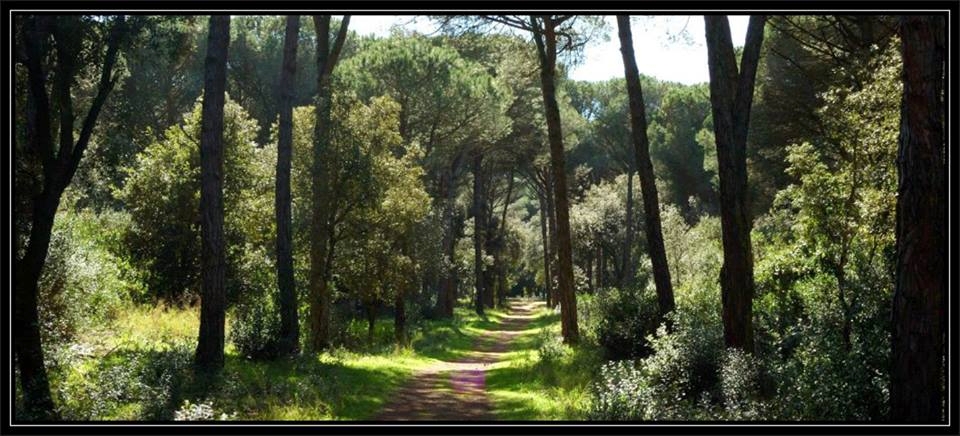 La Pineta di Castelfusano, la Via Severiana e la Villa di Plinio